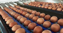 Nearly 20 Million Eggs Recalled Due to Salmonella Risk