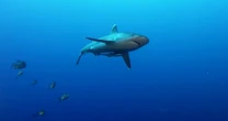Early shark sightings are already causing beaches to close