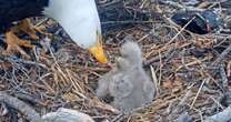 Contest to name Jackie and Shadow's eaglets is now open