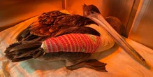 32 pelicans found mutilated along California coast
