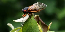 NBC's Hallie Jackson dines on cicada scampi