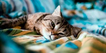 Your pets can catch Covid from you, and cats appear more susceptible than dogs