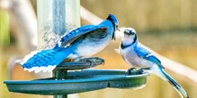 Scientists baffled by hundreds of sick and dying birds across the U.S.