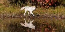 Gray wolf pups found in Colorado for first time since 1940s