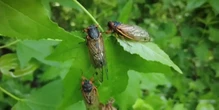 Cicada numbers peak in Washington, D.C.