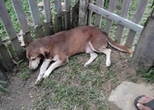 Homem é preso após atirar contra cachorro no Amazonas