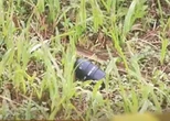 PMs temem explosão de granada jogada no quintal de delegacia durante ataques no Amazonas