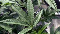 Fetterman, Warren lead Democrats in urging DEA to 'swiftly' take marijuana off Schedule I