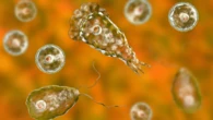 Missouri adult dies after brain-eating amoeba infection: Officials