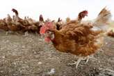 Major poultry farm to cull nearly 2 million chickens after positive bird flu test
