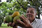 Moradores de cidade brasileira tÃªm fruta de graÃ§a de 950 mil Ã¡rvores