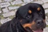 Envenenamento de cÃ£es no RJ: 40 foram contaminados e seis morreram
