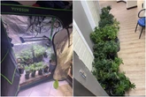 Polícia descobre estufas de maconha dentro de apartamento no Rio Vermelho e prende morador