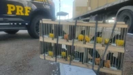 PRF resgata 60 aves silvestres em Milagres