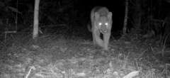 Reserva baiana registra recorde em avistamentos de onças-pardas