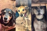 Polícia investiga ex-servidora por 'eutanásia em massa' de cães usados para arrecadar doações via PIX