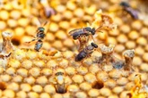 Nova lei torna abelhas sem ferrão patrimônio natural em cidade baiana