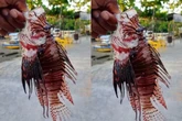 Espécie invasora, peixe-leão é encontrado novamente na Bahia