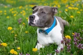 4 características do cachorro da raça staffordshire bull terrier 