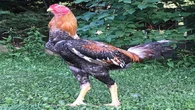 Ovos de galo índio gigante: por que valem até R$ 1 mil a dúzia?