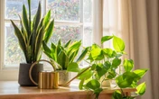 Descubra as plantas que podem bloquear sua vida amorosa, segundo o Feng Shui