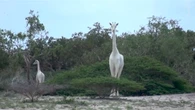 Única girafa branca do planeta é acompanhada por GPS em tempo integral