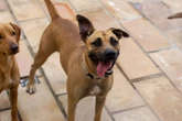 Proposta quer deduzir Imposto de Renda para quem tem pet