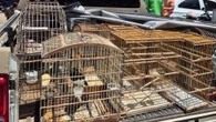 Mais de 100 aves silvestres são resgatadas na Região Metropolitana de Salvador