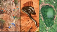 O segredo do buraco das araras: por que 120 aves e 150 espécies chamam este lugar de lar