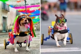 Pet influencer: saiba quem é Vitória, cachorrinha cadeirante resgatada do lixão