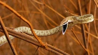 A cobra fina que parece um galho e pode atacar humanos perto de árvores