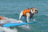 Conheça Dale, o buldogue surfista do live-action de Lilo & Stitch