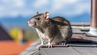 Apareceu um rato na sua casa? Veja o que a espiritualidade diz sobre isso