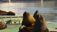 Cidade em país vizinho do Brasil tem leões-marinhos nas ruas que interagem com turistas