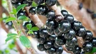 Semente de jabuticaba pode ser chave no combate à obesidade, revela estudo da USP