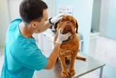 Tecnologia criada para dentistas agora ajuda a diagnosticar doenças em pets e animais silvestres