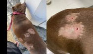 Cachorro é atacado por pitbull enquanto passeava com tutora em Patamares