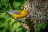 Mais de 50 aves silvestres morrem ao ficarem grudadas em cola aplicada em muro