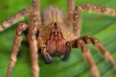 Os 9 grupos de animais invertebrados e suas principais características