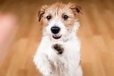 Saiba por que adotar um cachorro sem raça definida