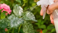 Adeus ao pó branco nas folhas de planta: a misturinha com leite que ajuda a conter o oídio; saiba como preparar