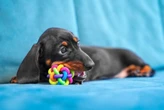Como os cães enxergam as cores? Descubra como seu pet vê o mundo