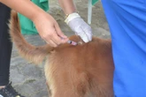Salvador intensifica vacinação de cães e gatos a partir desta segunda-feira (20)