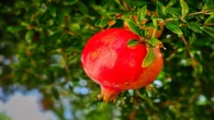Quem tem mais de 50 anos deve comer essa fruta sempre, diz neurologista
