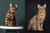 Confira sete diferenças entre os gatos das raças bengal e ocicat