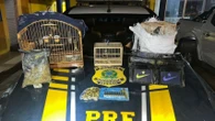 PRF prende mulher com aves silvestres, drogas e TV Box em Feira de Santana