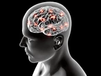 Proteína afeta diretamente a função cerebral; entenda