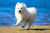 4 características do cachorro da raça spitz japonês
