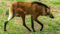 Fruta favorita de animal brasileiro pode ajudar a combater câncer grave, revela estudo da USP