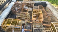 Mais de 140 aves silvestres mantidas em cativeiro são resgatadas na Bahia